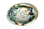 Abalone-Muschel 14-15cm Medium - Jiri & Friends